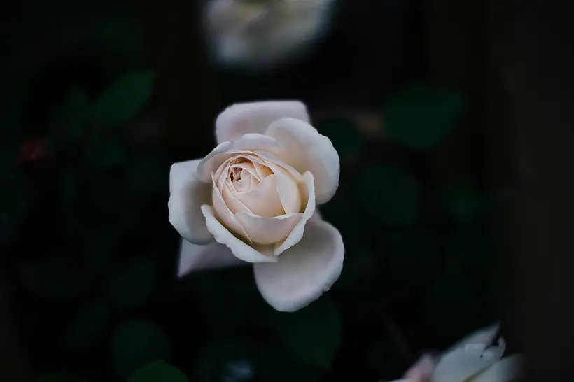 Beyaz Mermer örnek fotoğraf 2