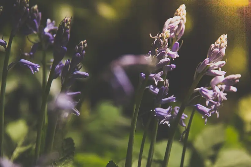 Lavanta Provence örnek fotoğraf 1