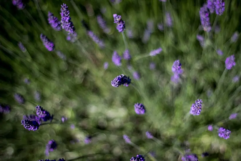 Lavanta Provence örnek fotoğraf 3