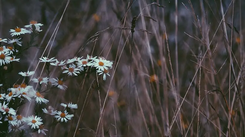 Bohem Kır örnek fotoğraf 2
